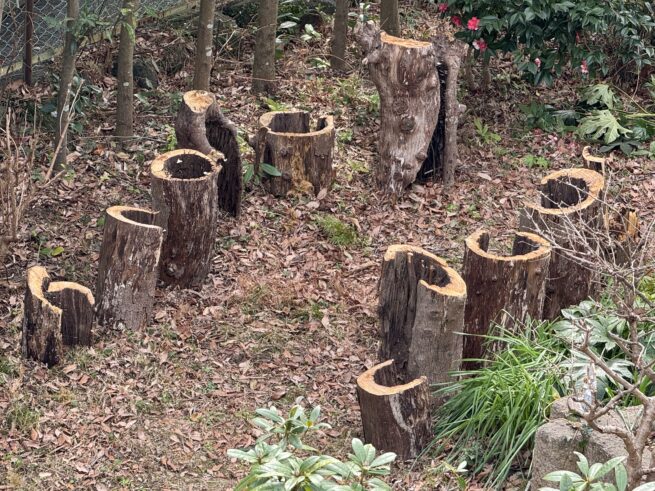 Ecological grief / post-anthropocene reflection Institutional critique through organic material Negative space as political metaphor Wabi-sabi and Western minimalism dialogue Ritual architecture without roof or doctrine Emptiness as capacity